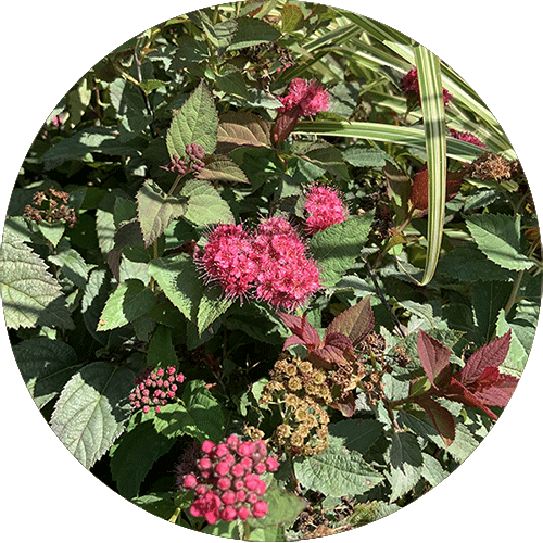 Spirea Double Play Doozie with hot pink blooms.